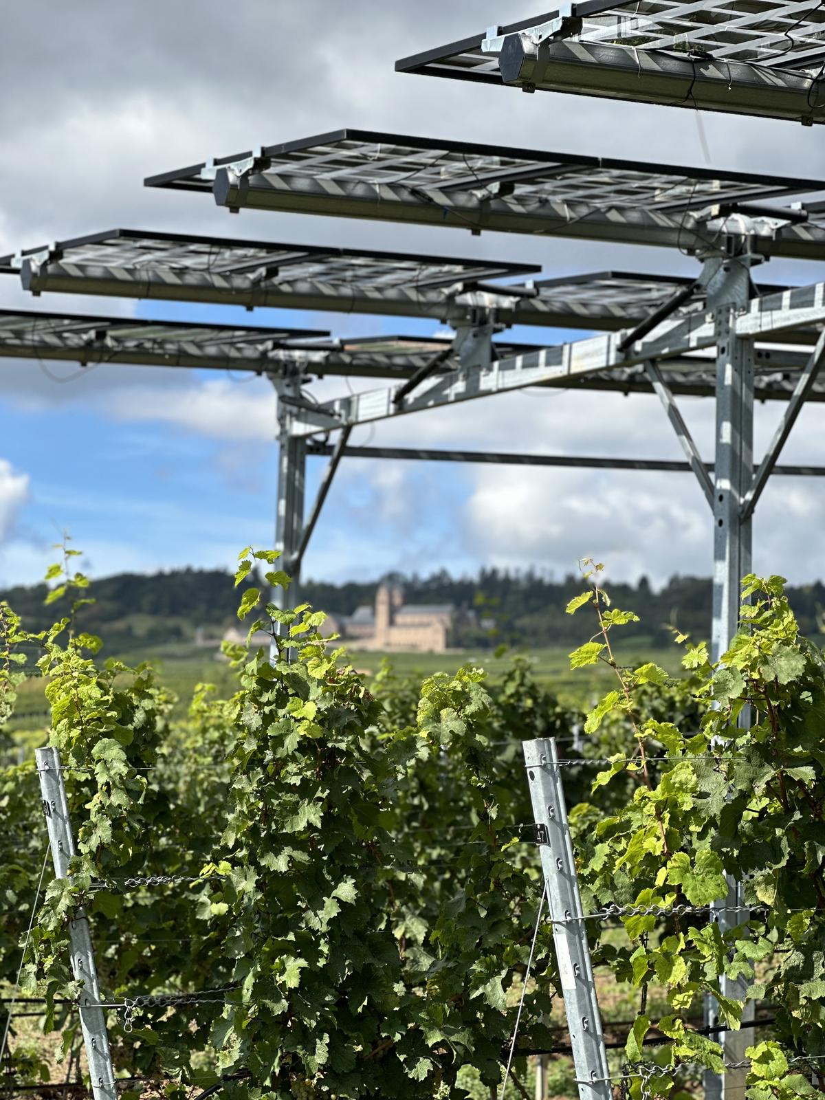 An der Hochschule Geisenheim wird APV im Weinbau erforscht, bereits jetzt mit bemerkenswerten Beobachtungen. (Foto: Dr. Matthias Wucherer)