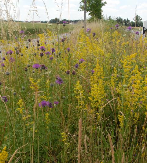Haarer Modell: Naturnaher Stra&szlig;enrand mit 60 Arten zwischen Radweg und Landstra&szlig;e bei Ottendichl (Foto: Reinhard Witt)