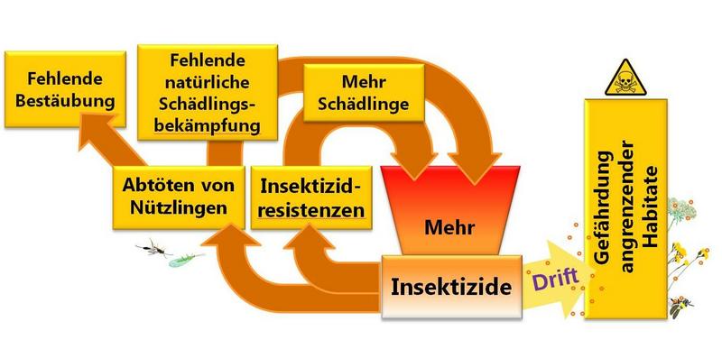 Negativspirale durch Insektizidverbrauch (Foto: Dr. Anna Kosubek)