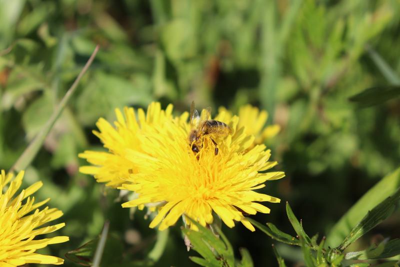 An warmen Tagen kann man den Bienen wunderbar dabei zusehen, wie sie mit ihrem ganzen K&ouml;rper in die Bl&uuml;ten abtauchen und Pollen sammeln. (Foto: Nick Leukhardt)