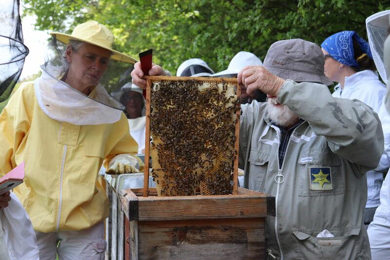 Die Praxis mit & an den Bienen steht bei vielen Mellifera-Seminaren im Fokus. (Foto: Nick Leukhardt)