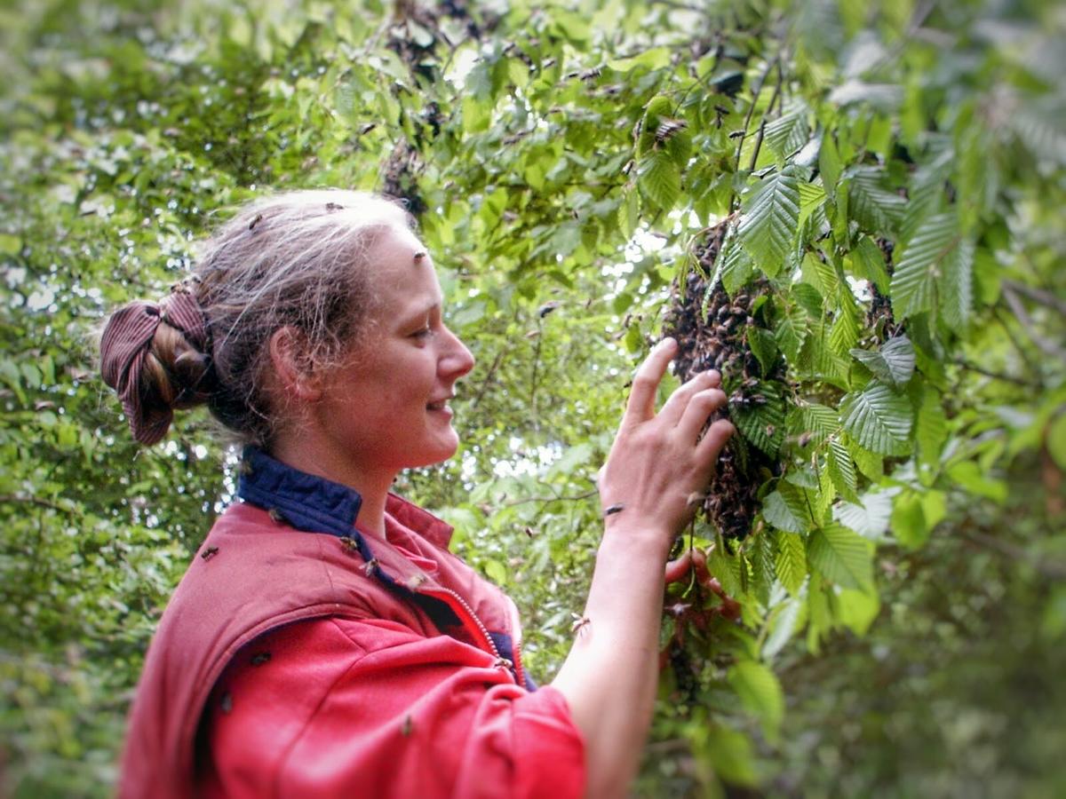 Die nat&uuml;rliche Vermehrung des Biens &uuml;ber den Schwarmtrieb ist das Herzst&uuml;ck der wesensgem&auml;&szlig;en Bienenhaltung, die nun seit 30 Jahren bei Mellifera e. V. weiterentwickelt wird. 