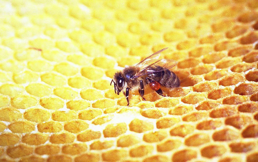 Biene mit Propolis-H&ouml;schen. (Foto: wikimedia)