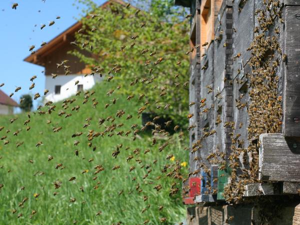 Ein guter Bienenaufstellplatz (Foto: Hans Rindberger)