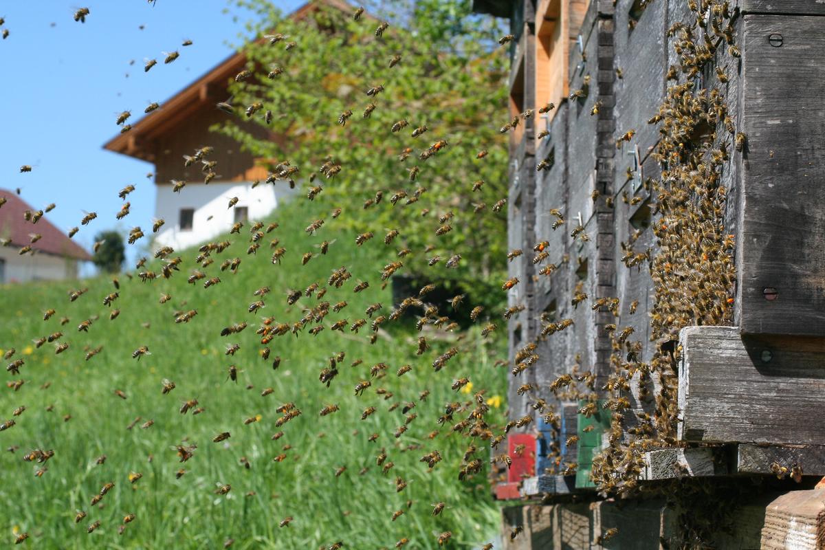 Ein guter Bienenaufstellplatz (Foto: Hans Rindberger)