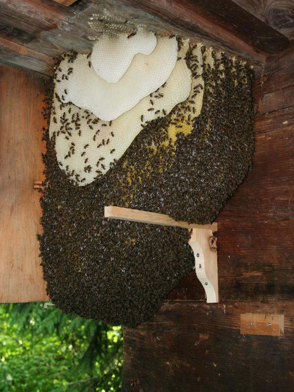 Noch ein guter Bienenplatz (Foto: Hans Rindberger)