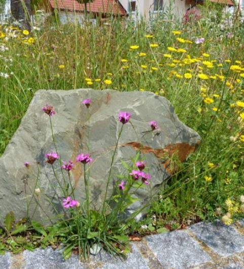 Saatgutmischung f&uuml;r Verkehrsinseln (Foto: Maria Stark, Naturgartenplanerin, www.naturnahe-gaerten.biz) 