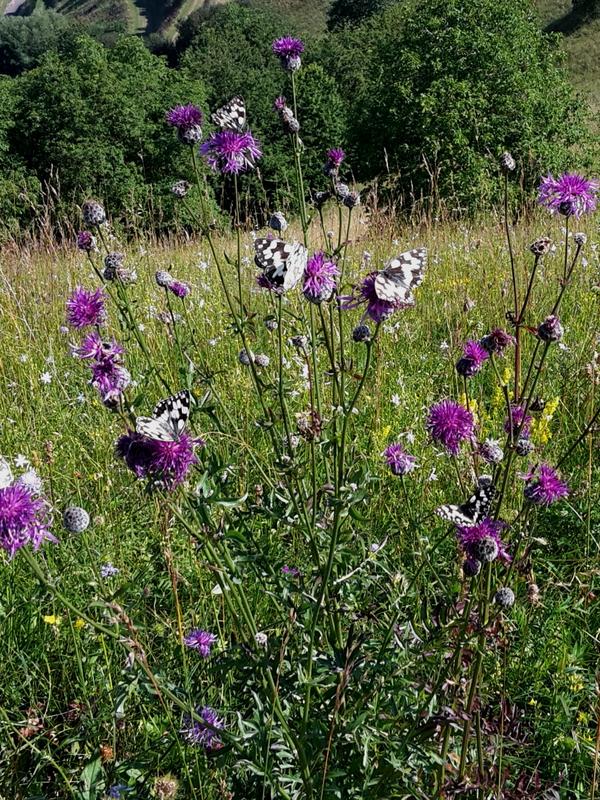 Schmetterling des Jahres: Schachbrettfalter (Foto: Holger Loritz)