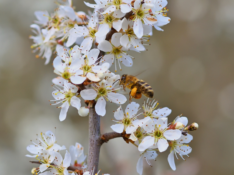 Eine Honigbiene labt sich an den Schlehenbl&uuml;ten. (Foto: Pixabay)