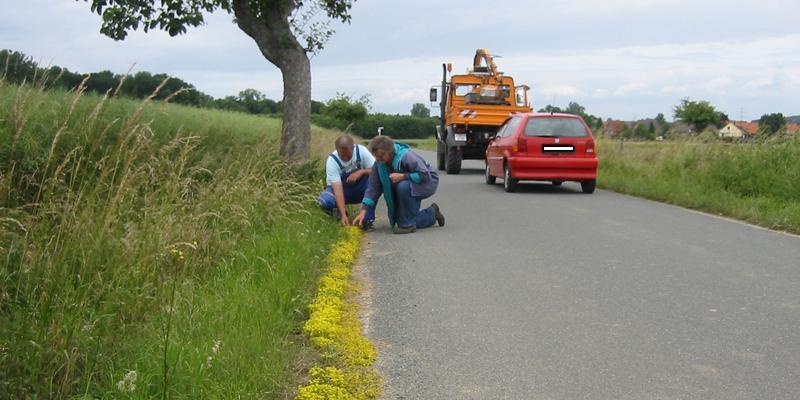 Fachliche Begleitung an Ort und Stelle fördert das Verständnis. Hier wird dem Bauhofleiter direkt am blühenden Straßenrand der Nutzen des Blütenangebots aufgezeigt und mit ihm eine streifenweise Mahd des Straßenrands vereinbart. (Foto: Hans Wilms)
