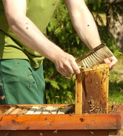 Ca. 2/3 der Bienen werden in die neue Beute gesch&uuml;ttet bzw. gefegt. 