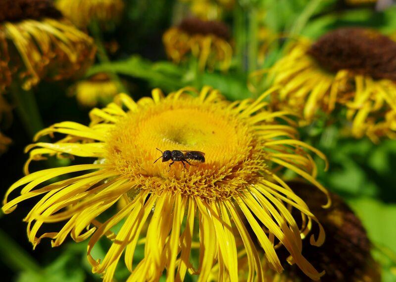 Vor allem Wildbienen sind davon betroffen, dass sich die Bl&uuml;tenzeitr&auml;ume vieler Pflanzen durch den Klimawandel massiv ver&auml;ndern. (Foto: Sabine Leisten)