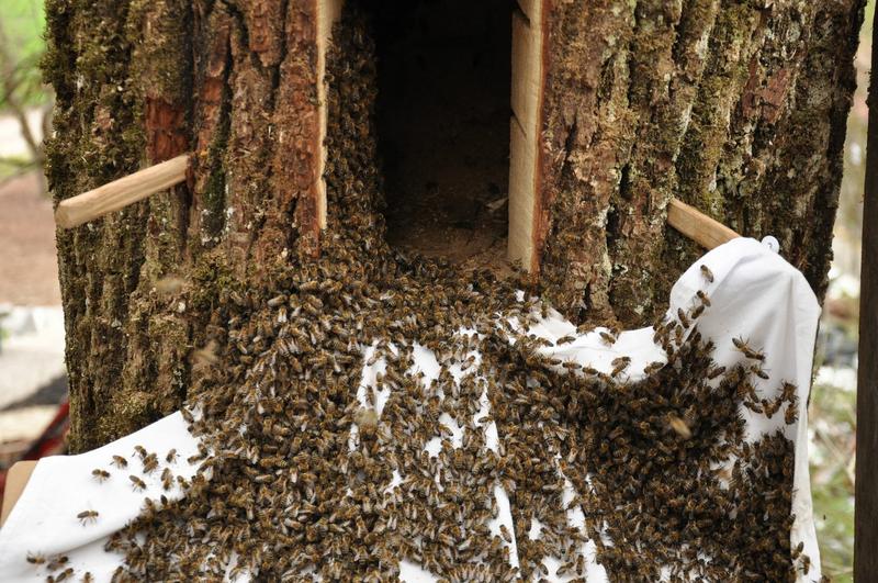 Ein Schwarm zieht in die Baumh&ouml;hle. (Foto: Mellifera e. V.)