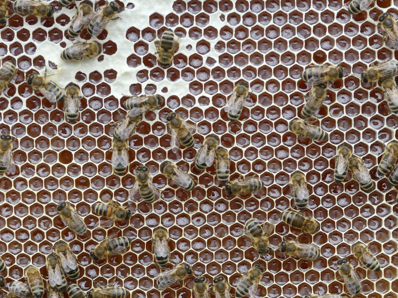 Bienen auf einer unverdeckelten Honigwabe. (Foto: Jonas Ewert)