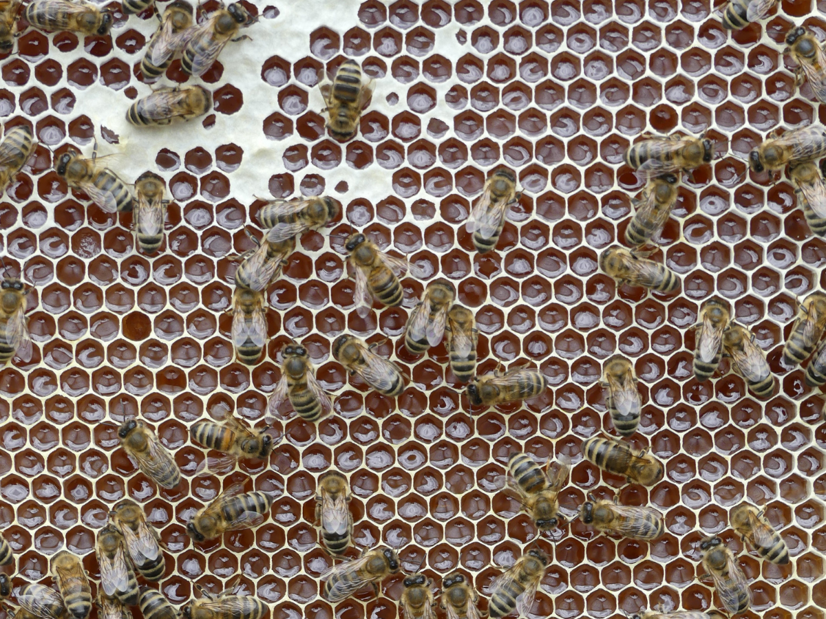 Bienen auf einer unverdeckelten Honigwabe. (Foto: Jonas Ewert)