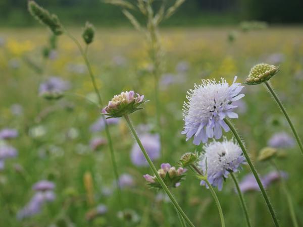 Die Wiesen-Witwenblume. (Foto: Viola Taubmann)