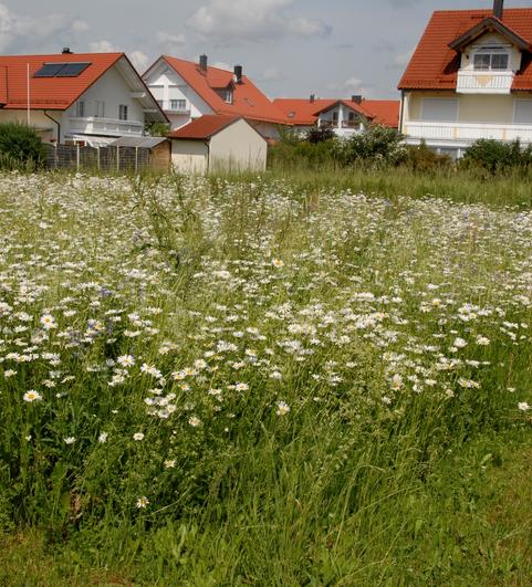 Diese Fettwiese wird von Margeriten dominiert (Foto: Reinhard Witt)