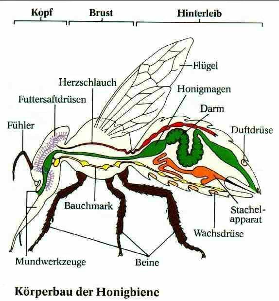 Anatomie der Honigbiene (Foto: Alfred Schade)