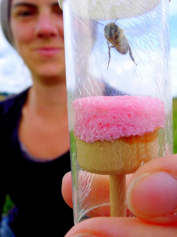 „Unsere“ Anne Spatz unterstützte Prof. Menzel bei seinen Freilandexperimenten an Bienen. 