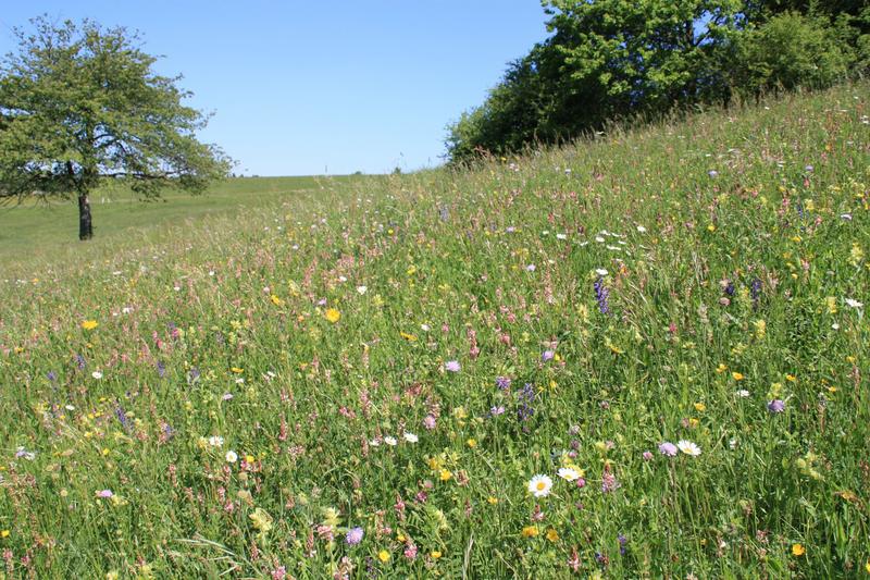 Eine artenreiche Blumenwiese unterscheidet sich deutlich von einer einges&auml;ten 1-j&auml;hrigen Bl&uuml;hfl&auml;che. Erstere ist ausdauernd und muss gem&auml;ht werden, letztere muss allj&auml;hrlich erneut einges&auml;t werden und vertr&auml;gt keinen Schnitt. (Foto: Holger Loritz)