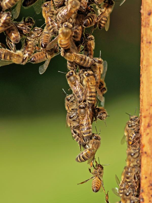 Die Bienen bilden beim Bauen ihrer Waben eine Baukette – sie hängen sich aneinander. (Foto: Michel Collette)