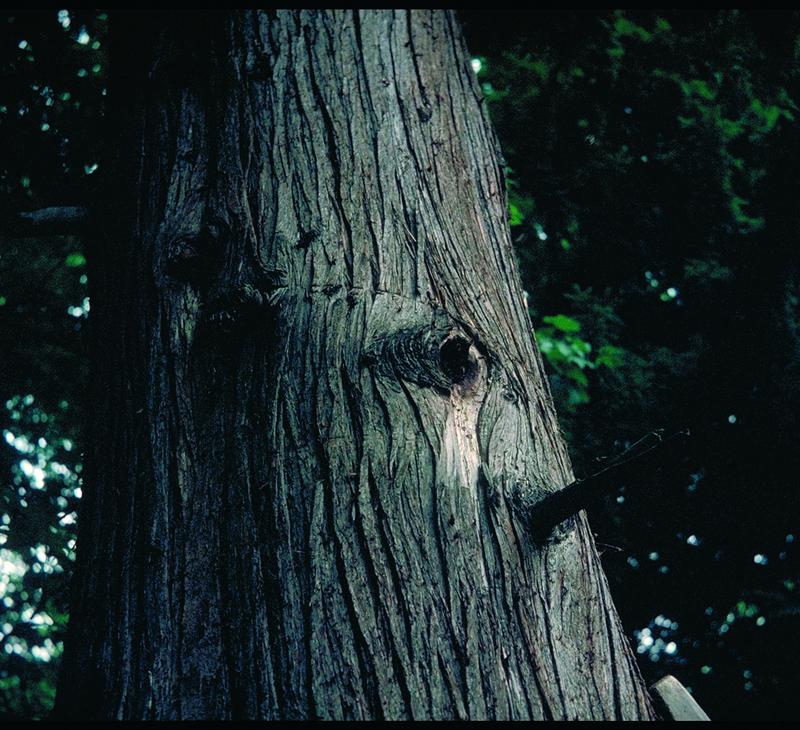 Flugloch im Bienenbaum von Angenstein (Foto: Martin Dettli)