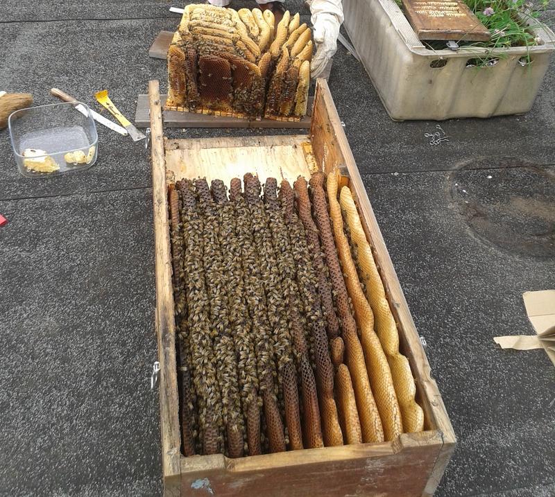 Bienen bauen an Naturwabe 