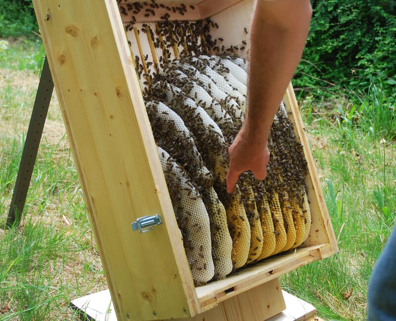 Mellifera Bienenkiste