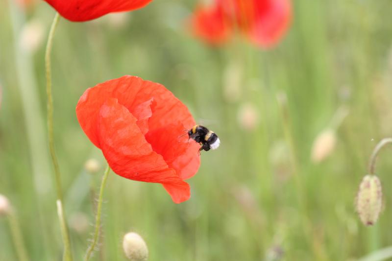 Gartenhummel an Mohnblume (Foto: H. Loritz)