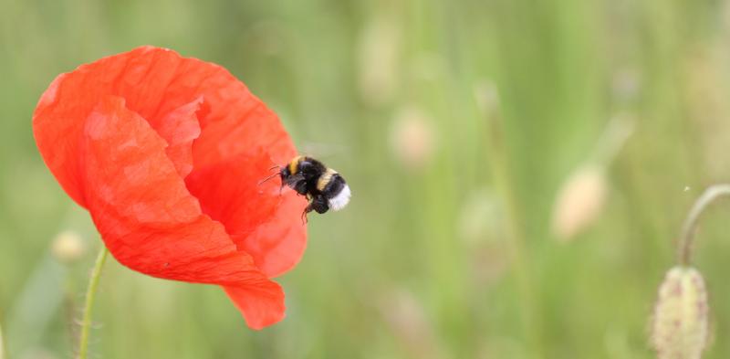 Gartenhummel im Anflug auf eine Mohnblume. (Foto: Holger Loritz)