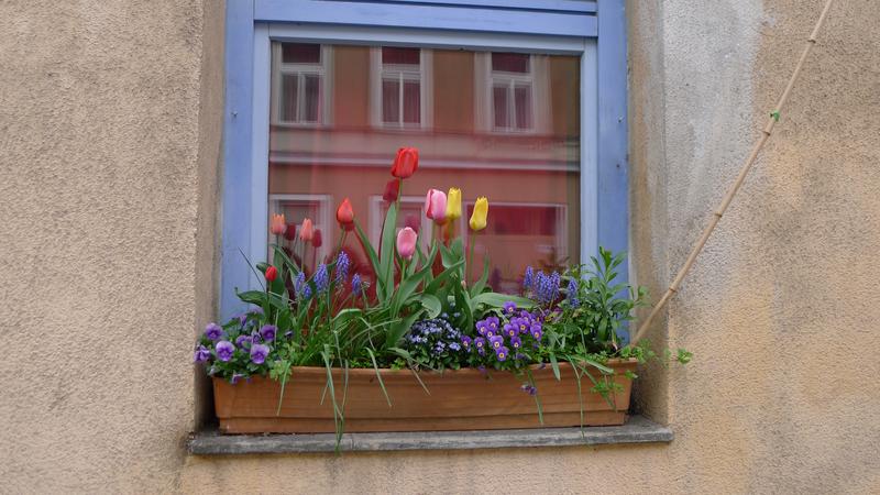 Ein blühender Balkonkasten für Bienen und Menschen. 
