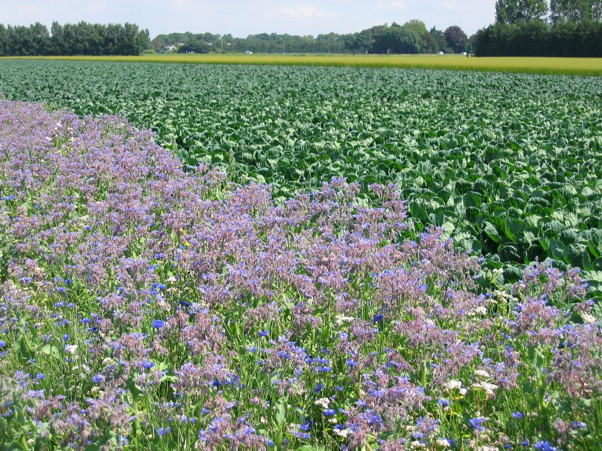 Bl&uuml;hstreifen neben einem Kohlfeld (Foto: Paul van Rijn)