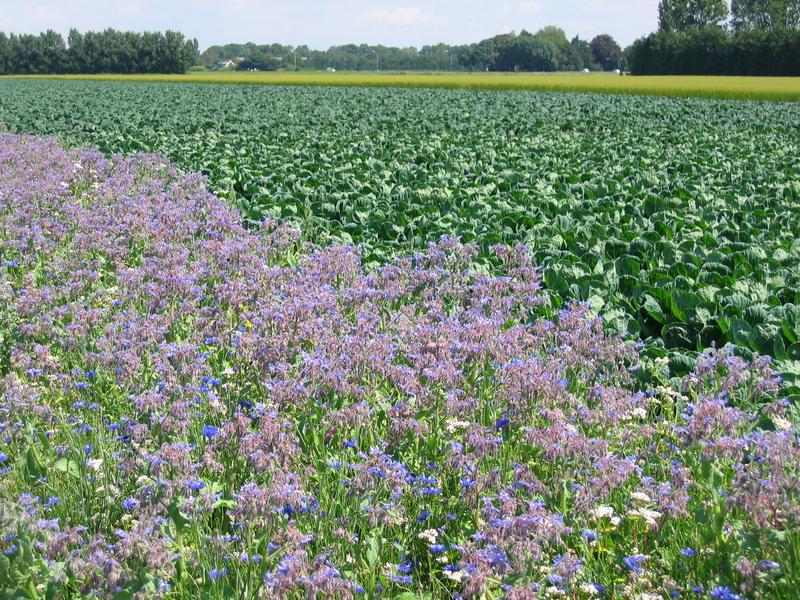 Bl&uuml;hstreifen neben einem Kohlfeld (Foto: Paul van Rijn)