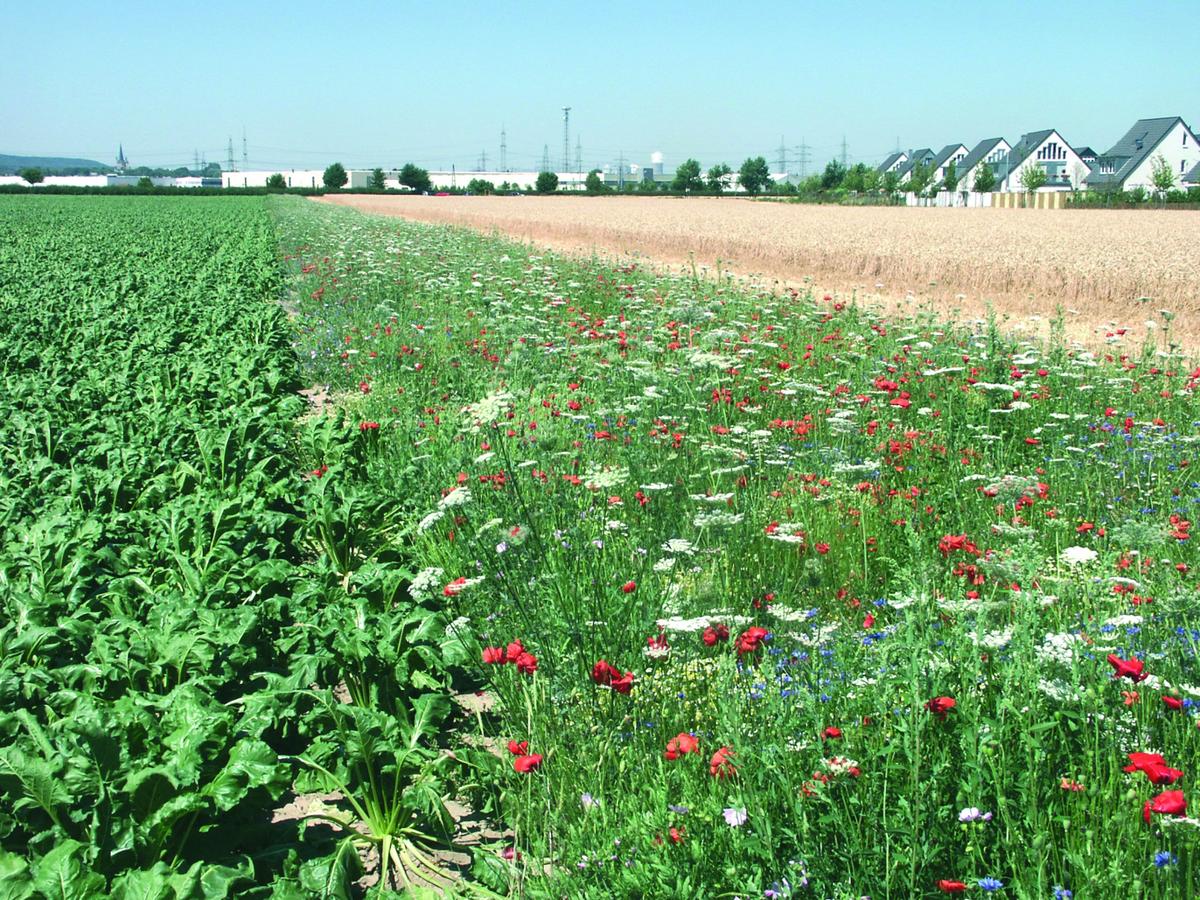 Bl&uuml;hstreifen sind ein abwechslungsreiches Angebot f&uuml;r die Insekten. 