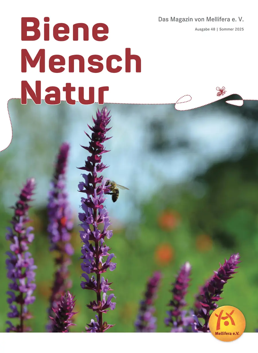 Cover von »Biene Mensch Natur« Ausgabe 48 | Sommer 2025