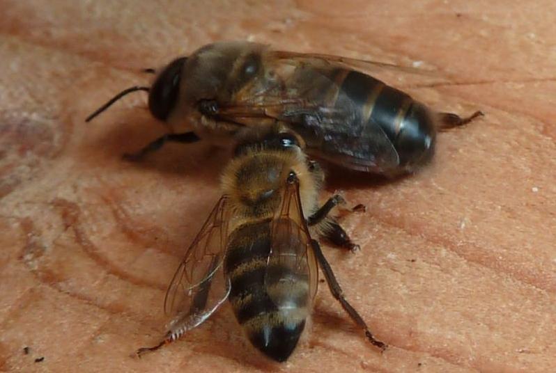 Drohn (oben) und Arbeiterin (unten) (Foto: Wolfram Molzahn, forum.bienenkiste.de)
