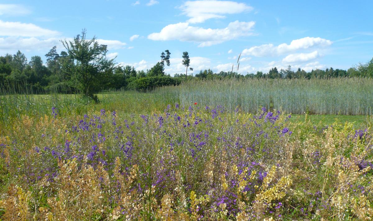Feldversuch in Freising mit blau bl&uuml;hendem Feld-Rittersporn (Foto: Prof. Dr. Johannes Kollmann)