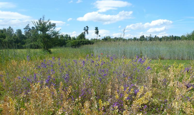 Feldversuch in Freising mit blau bl&uuml;hendem Feld-Rittersporn (Foto: Prof. Dr. Johannes Kollmann)