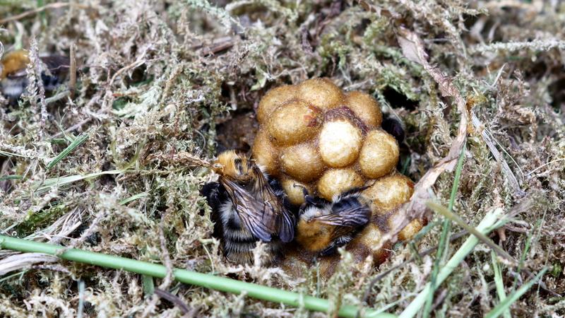 Ein Hummelnest. (Foto: W.Krasowski/shutterstock)