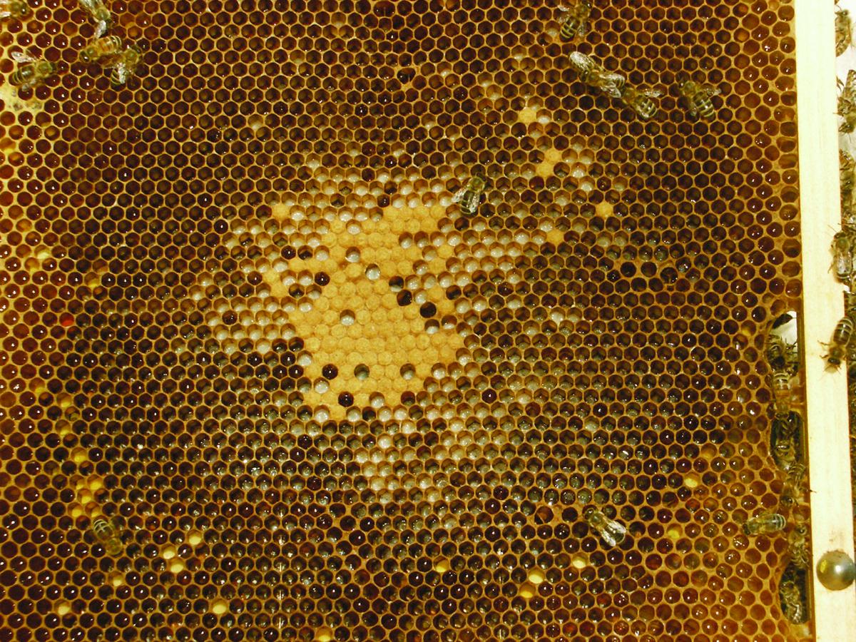 Zum Teil sind die Brutfl&auml;chen auf Kleinzellen-Waben absolut regelm&auml;&szlig;ig ausgebildet. (Foto: Thomas Radetzki)