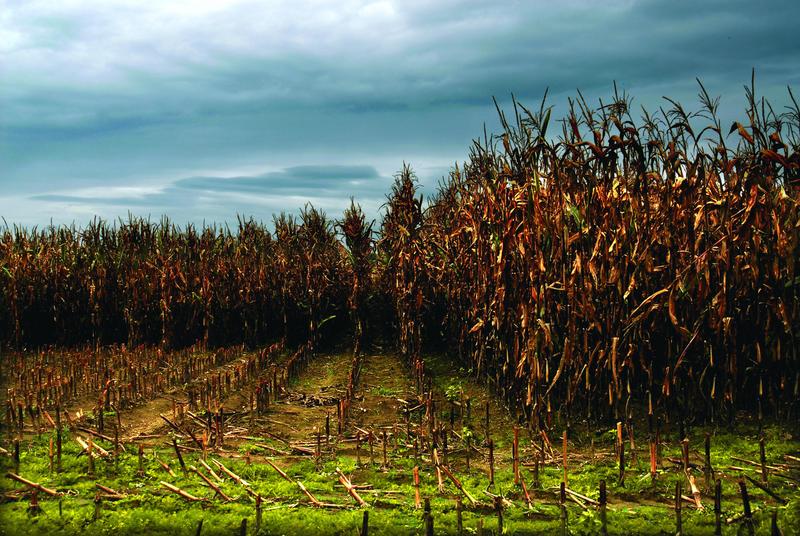 Dr&uuml;ckt dieses Foto die Stimmung aus, die einen befallen kann, wenn man die Risiken einer auf Gentechnik basierenden Landwirtschaft bedenkt? (Foto: www.pixelbild.de)