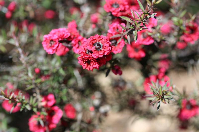 Südseemyrte: Aus ihr wird Manuka-Honig gewonnen. (Foto: pixabay)