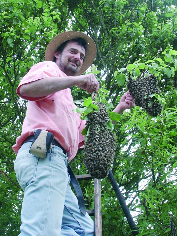Markus Bärmann erntet gleich zwei Bienenschwärme auf einmal. 