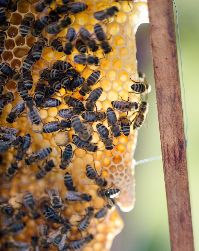 Bienen und ihre wilden Schwestern liegen uns am Herzen, um die zu unterst&uuml;tzen, brauchen wir Ihre Hilfe. (Foto: Mich&egrave;le Brunnmeier)