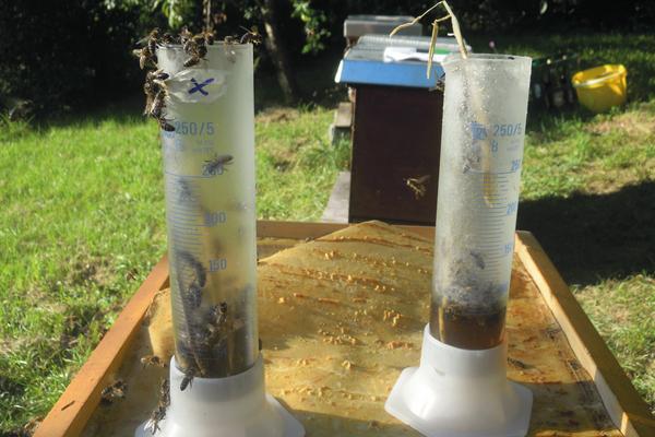 Die weitgehend geleerten Messzylinder mit kleinen Futtermengen (Foto: Norbert Poeplau)