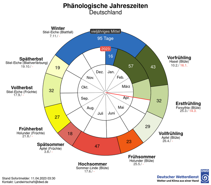 Die phänologischen Jahreszeiten in Deutschland: Charakteristische biologische Entwicklungsstadien von Zeigerpflanzen markieren insgesamt zehn phänologische Jahreszeiten, z. B. Vorfrühling zum Blühbeginn der Hasel und Beginn des Spätsommers zur Fruchtreife des Apfels. Vergleich des phänologischen Jahreszeitenverlaufes 2023 (innerer Ring) mit dem langjährigen Mittel in Deutschland (äußerer Ring). (Foto: DWD)