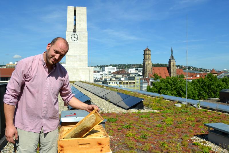Regionalgruppenmitglied Tobias Miltenberger h&auml;lt Bienen auf dem Dach des Stuttgarter Rathauses (Foto: Anne-Sophie Barreau, Stadt Stuttgart)