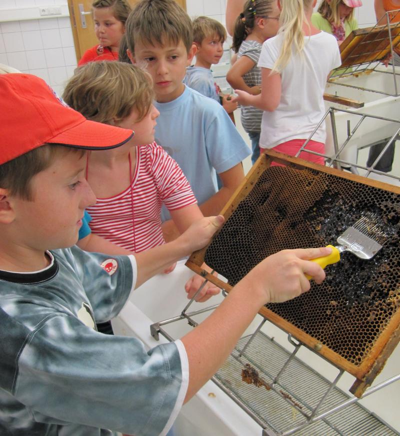 Vom Bienenstock ins Glas zum Endverbraucher: In einer Sch&uuml;lergenossenschaft liegt alles in den H&auml;nden der Sch&uuml;ler. 