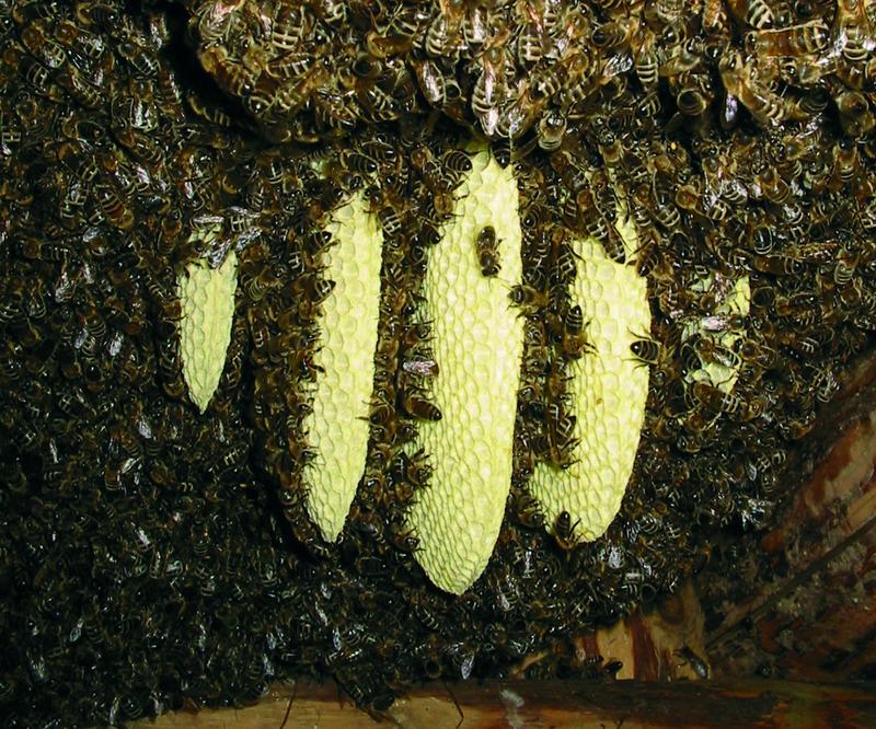 Die Bienen der sonst geschlossenen Bienentraube des wabenbauenden Schwarmes wurden mit etwas Rauch zum Verlassen der frisch gebauten Waben bewegt. (Foto: Markus B&auml;rmann)