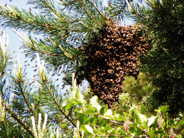 Ein Bienenschwarm, der sich allmählich zur Ruhe setzt. (Foto: Christine Schottdorf-Timm)